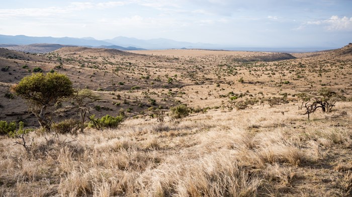 Rangelands like this one in Kenya have been sampled in the project. Scattered trees and shrubs hold the high ground in the low, grassy vegetation. Northern Kenya. 