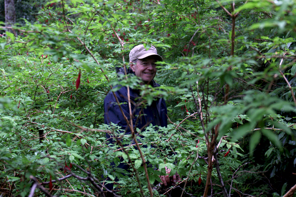 Lars Östlund bland Fuchsiabuskar