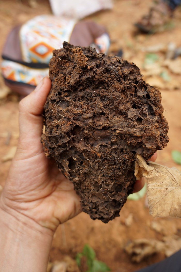 Many factors will affect the infiltration of soil. This clump in Muminji, Kenya is perforated by termites, making large canals for water to filter through.