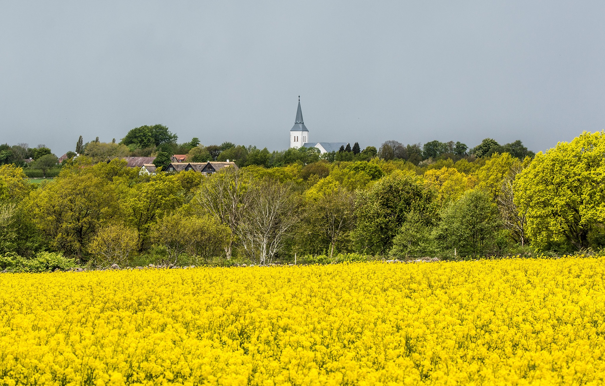 En äng med gula blommor och en kyrka i bakgrunden
