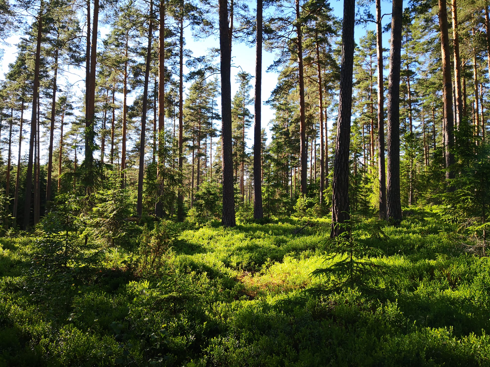 Tallskog och lingonris