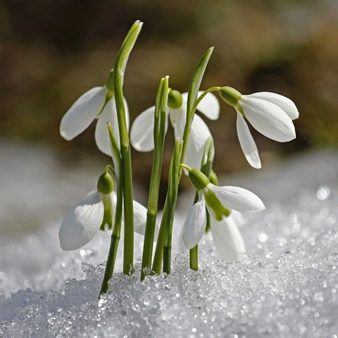 Snow drop flowers, photo.