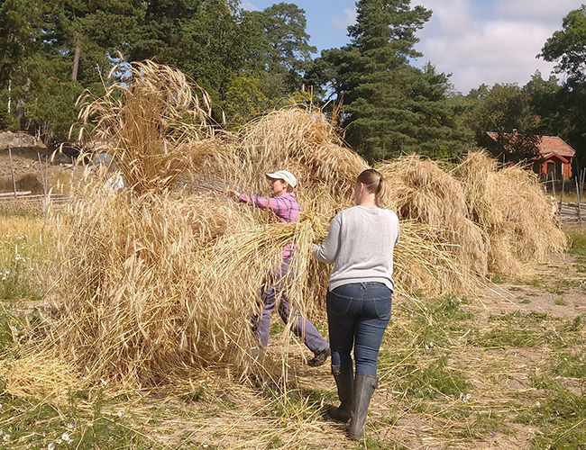 Rye cracking on the summer course. Photo.
