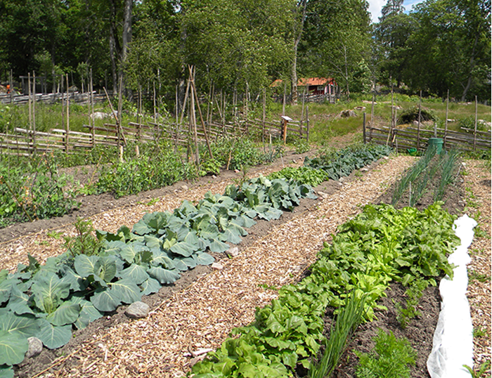 The historical vegetable garden in Linneau´s Hammarby. Photo.