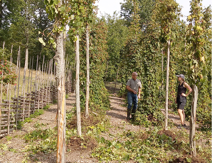 The hop is being harvested. Photo.