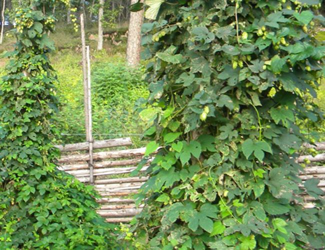 Hop poles. Photo.