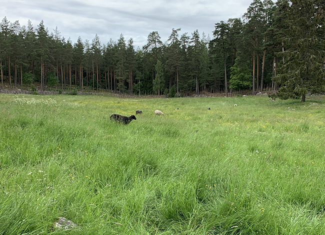 Får på bete i en hage med en skog i bakgrunden. Foto.