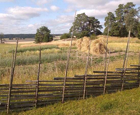 Hässjor med hö på ett fält. Foto.