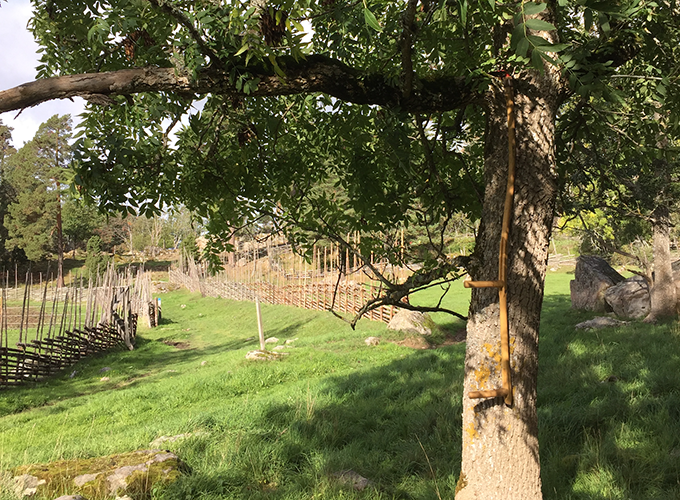 The path to Danmark church and the cattle path. Photo.