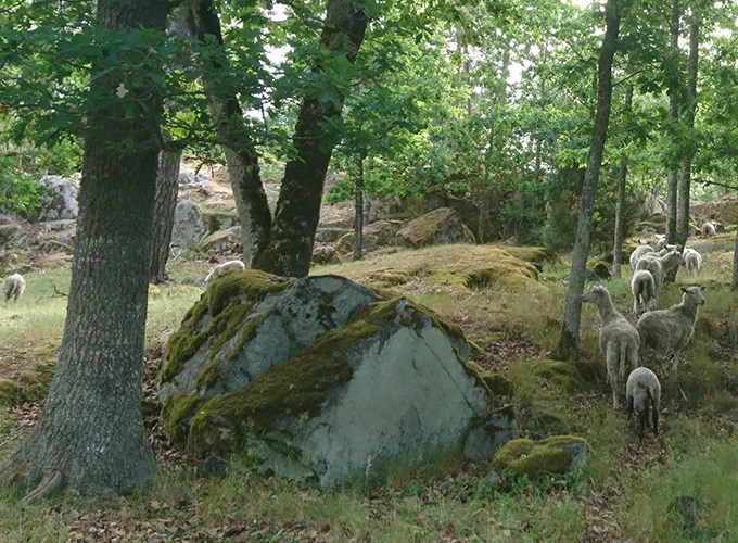 Sheep grazing the Crown park. Photo.