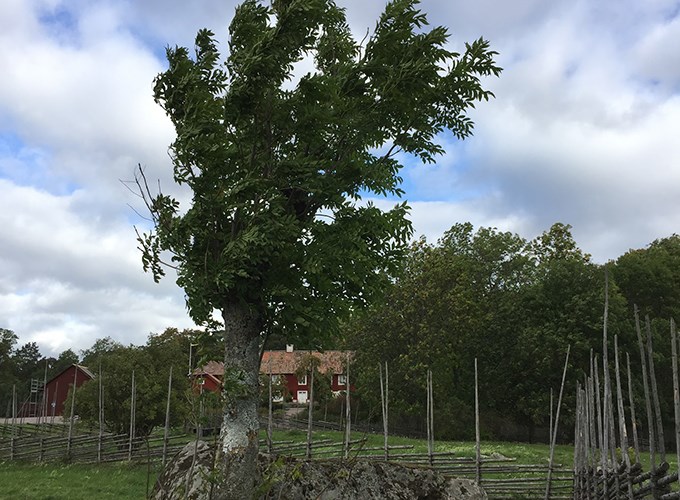 Pollarded ash. Photo.