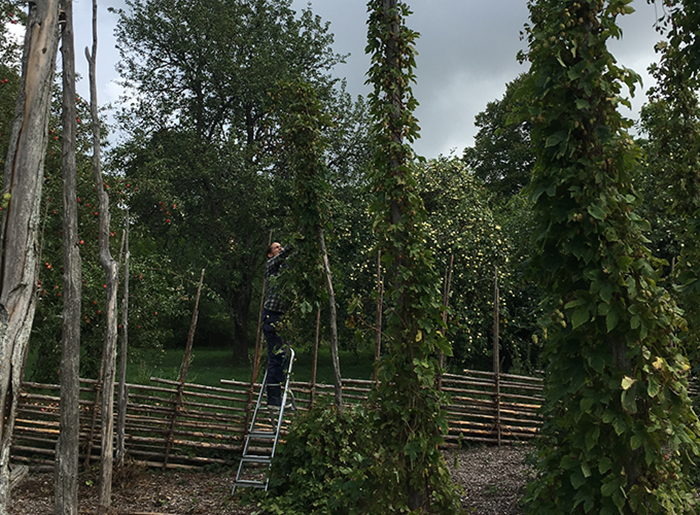 Woman on a ladder harvesting hop from a hop pole. Photo.