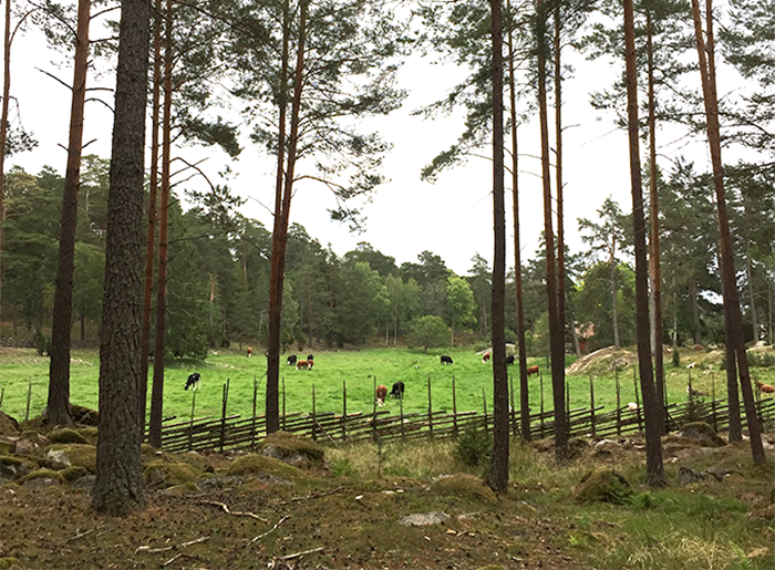 Gärdesgård avgränsar skogsmark från betesmark (historisk åker). Foto.