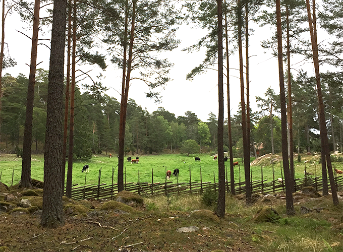 A roundpole fence separates forest and pasture (historical cropland). Photo.