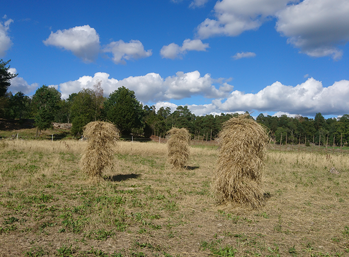 Harvested rye tied into sheafs and hanged on wooden poles to dry. Photo.