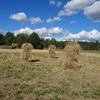 Harvested rye tied in sheaves and hung on cracks for drying. Photo.
