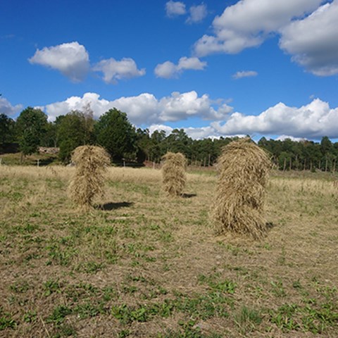 Skördad råg som bundits i kärvar och hängts på krakar för torkning. Foto.
