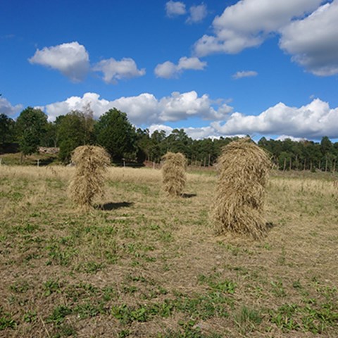 Harvested rye tied in sheaves and hung on cracks for drying. Photo.