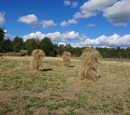 Skördad råg som bundits i kärvar och hängts på krakar för torkning. Foto.