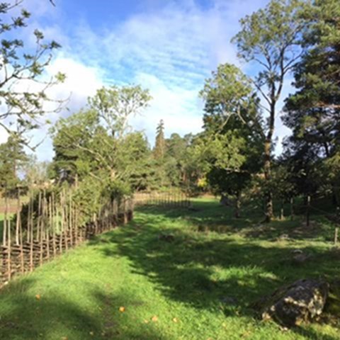 A cattle path in a summer landscape. Photo.