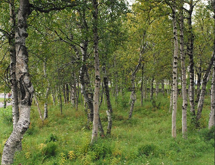 Dense population of crooked birch trees. Photo.