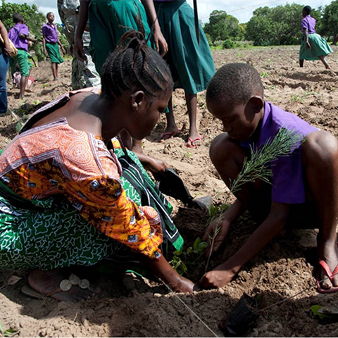 A woman and a boy together planting a sapling. Photo.