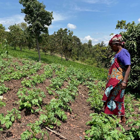 Kvinna i Tanzania på ett fält med grödor, foto.
