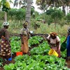 Small farmers in Maza village, Morogoro, Tanzania. Photo.