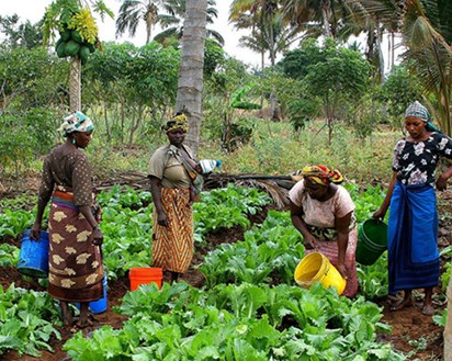 Kvinnliga småbrukare i byn Maza, Tanzania. Foto.