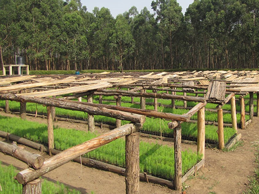 Trädplantering i Uganda