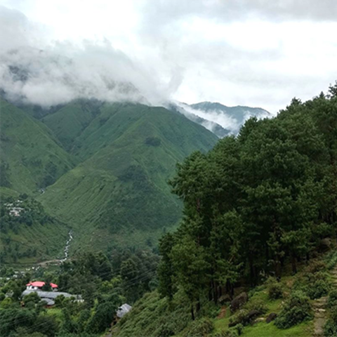  Multiple historical plantations of different species, foreground and background, Kangra, Himachal Pradesh, India. Photo.