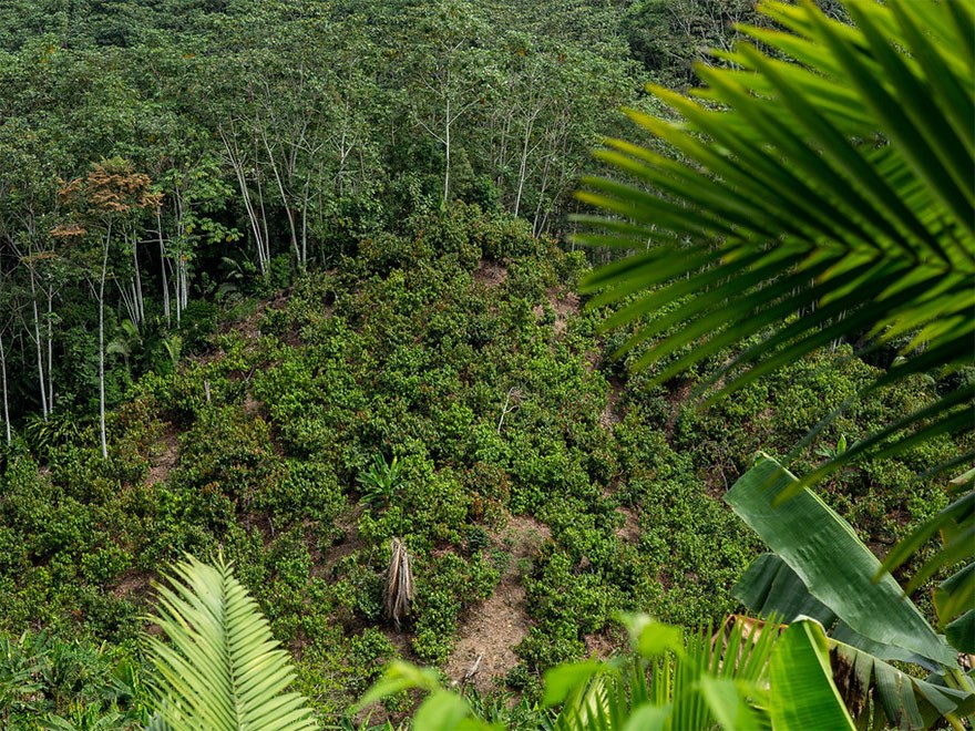 Forest in Nepal, photo.