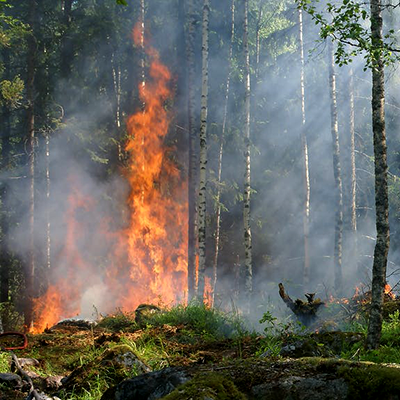 Skogsbrand. Foto.