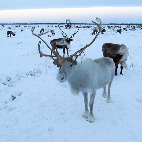 White reindeer in snow