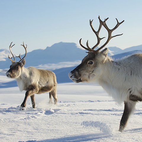 Two reindeer in winter landscape. Photo.