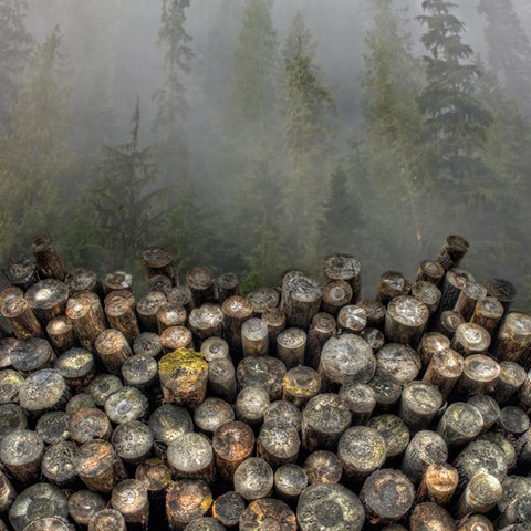 Timber with a forest in the background. Photo.