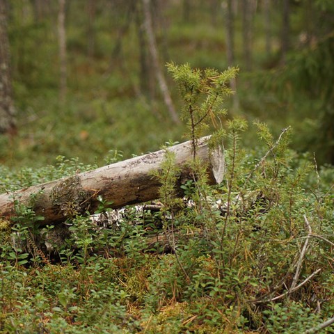 A Nordic forest. Photo.