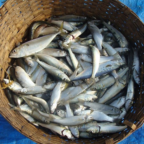 A basket full of fish. Photo.
