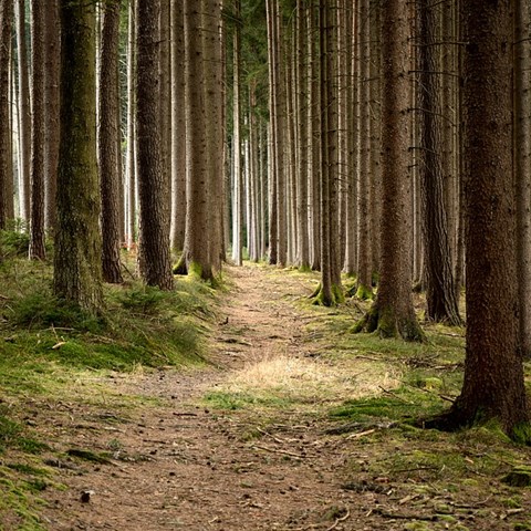 En skog med höga tallar. Foto.