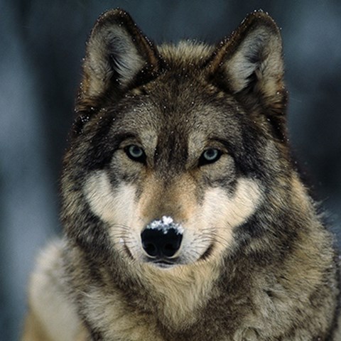 A wolf facing the camera. Photo.