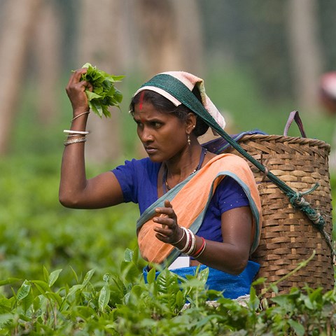 Foto av en kvinna som plockar te i Indien.