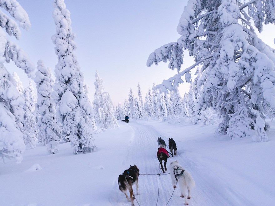 Dog Sled Tour