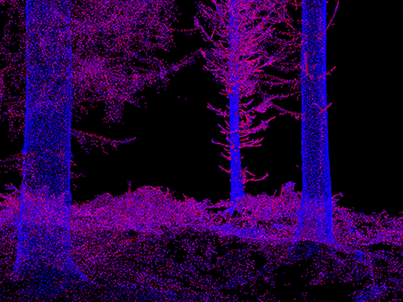 A point cloud of trees from the side, laser sanning. Image.