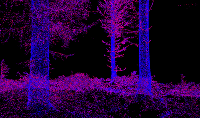 A point cloud of trees from the side, laser sanning. Image.