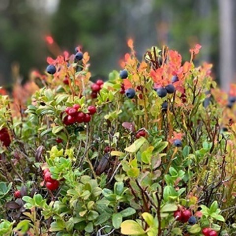Bilberry and cowberry