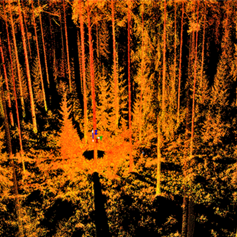 Laserpunktmoln av en tallskog. Bild.