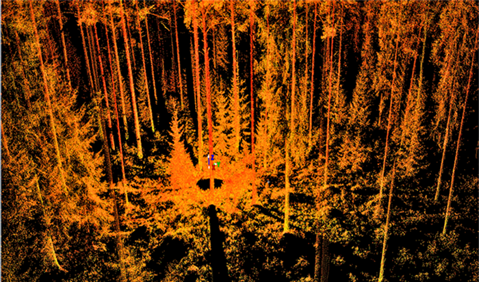 Laserpunktmoln av en tallskog. Bild.