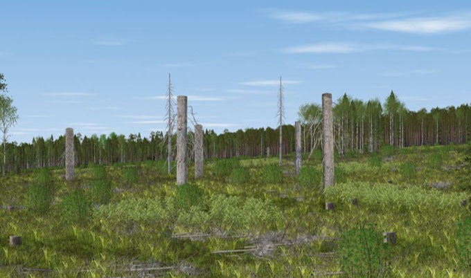 Five high stumps on clearcut. Image.