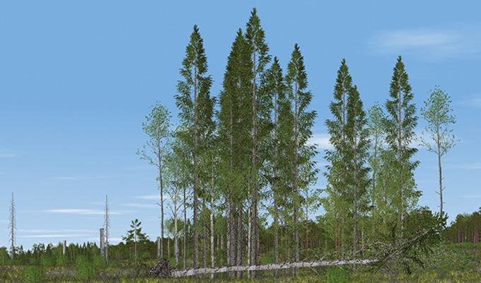 Tree retention with standing spruce and pine. Image.