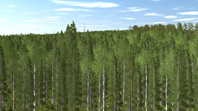 Kvarlämnad trädgrupp i äldre skog. Bild.
